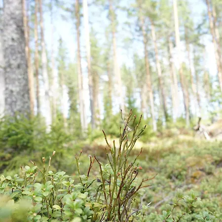 Kortepuro *